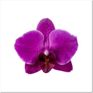 Violet Orchid Posters and Art